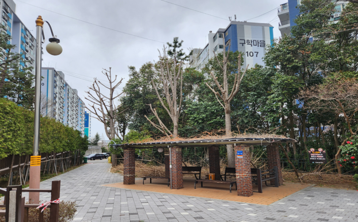 구학공원 은행나무 작업(후)