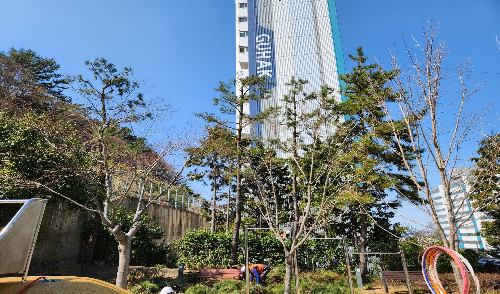 구학공원 해송 작업(전)