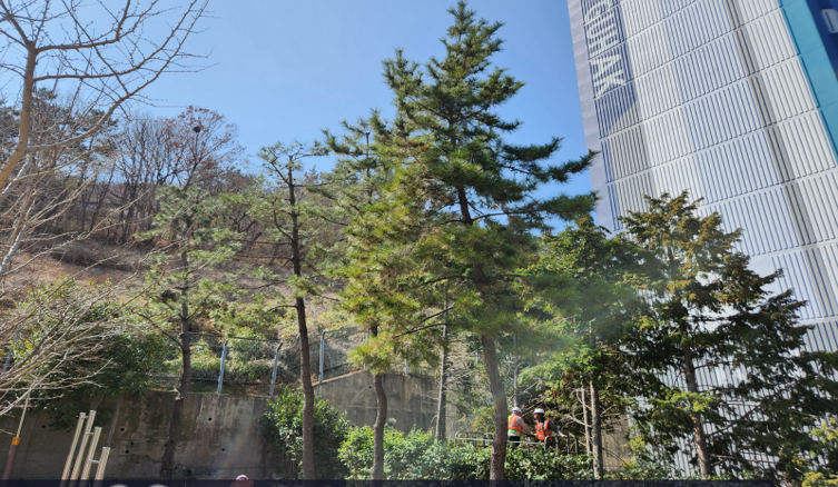 구학공원 해송 작업(중)