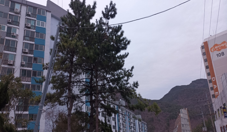 구학공원 해송 작업(전)2