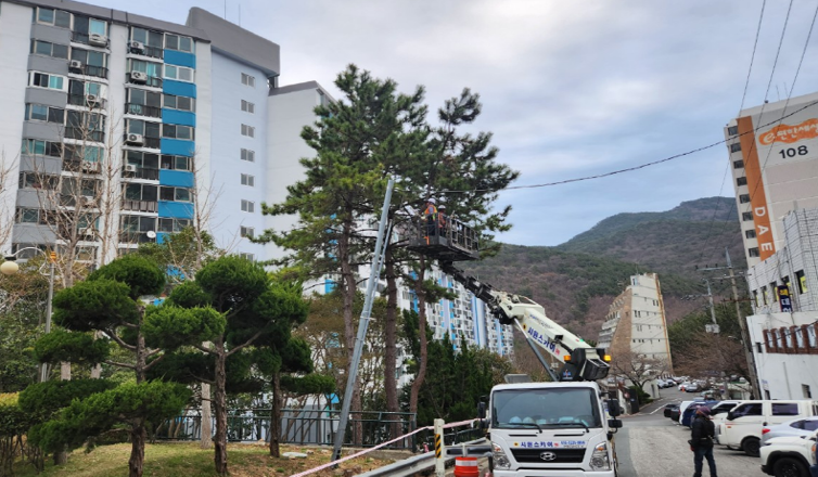 구학공원 해송 작업(중)2