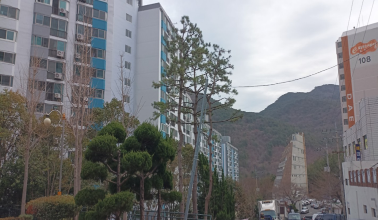 구학공원 해송 작업(후)2