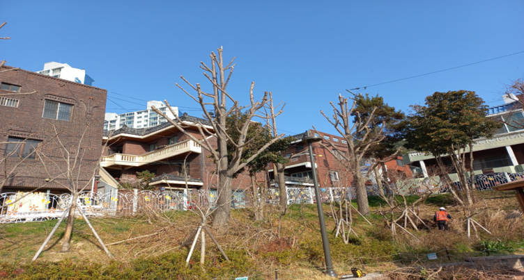 양지1공원 은행나무 작업(후)