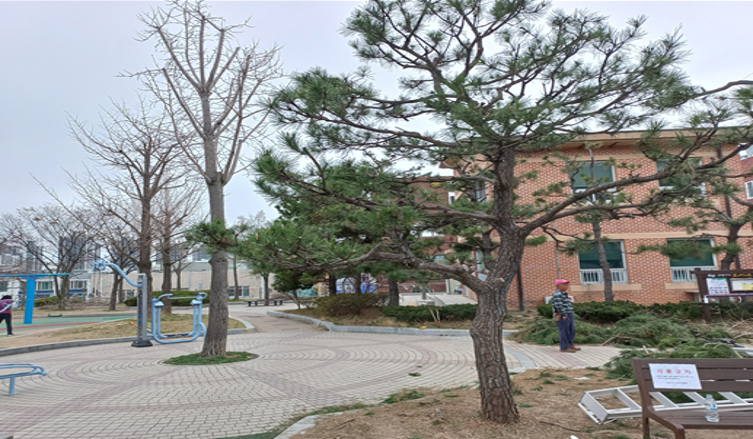 양지2공원 은행나무 작업(전)