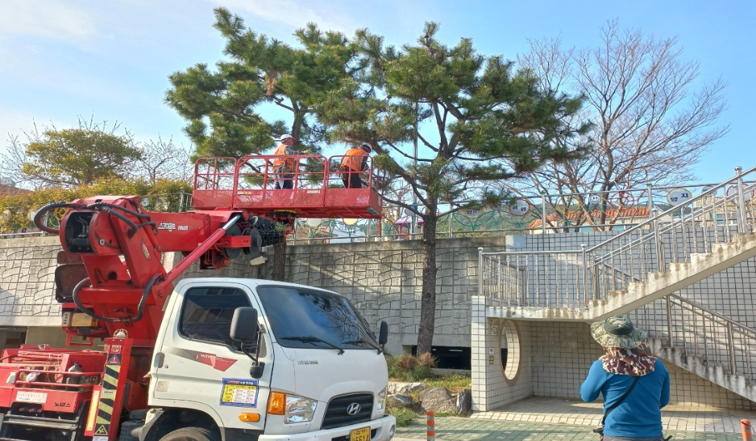 양지2공원 해송 작업(중)