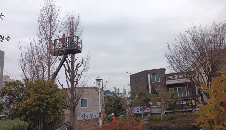 고동바위공원 은행나무 작업(중)