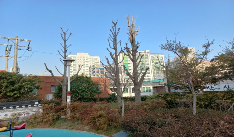 고동바위공원 은행나무 작업(후)