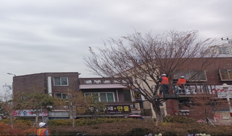 고동바위공원 느티나무 작업(중)