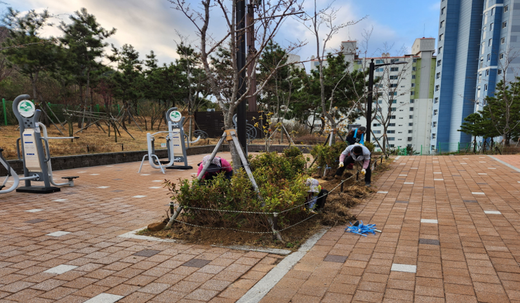 모라틔움공원 영산홍 식재 작업중(입고 영산홍 식재) 2