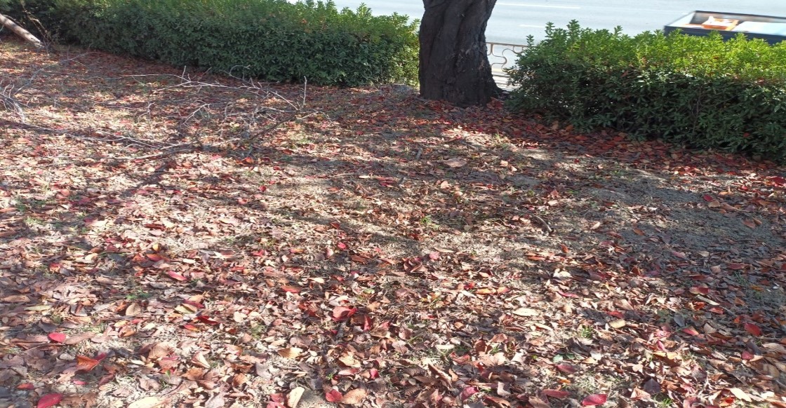 향나무 제거 후3