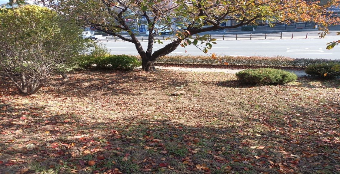 향나무 제거 후4