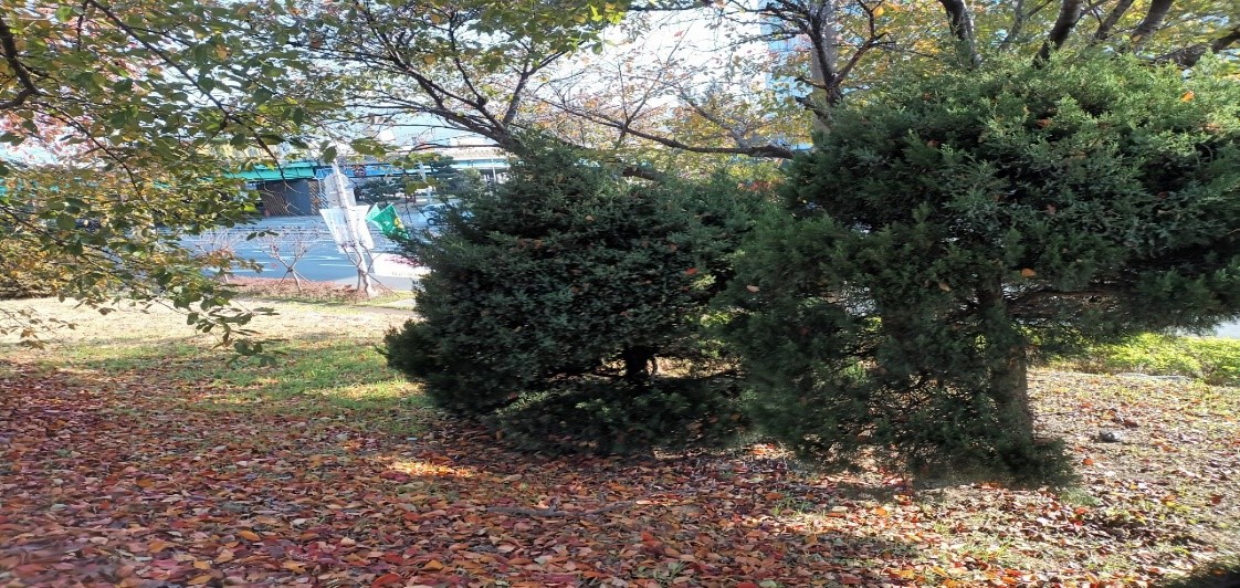 향나무 제거 전5