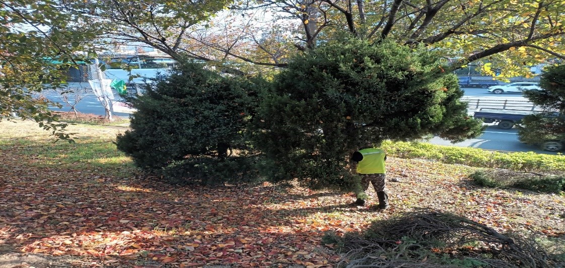 향나무 제거 중5