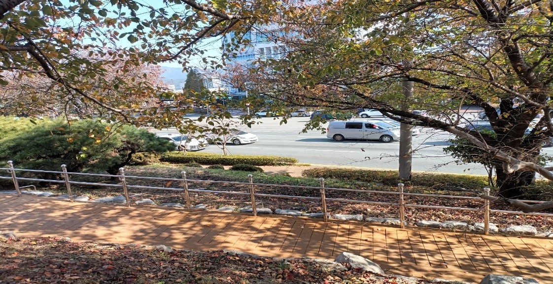 ​향나무 제거 후6